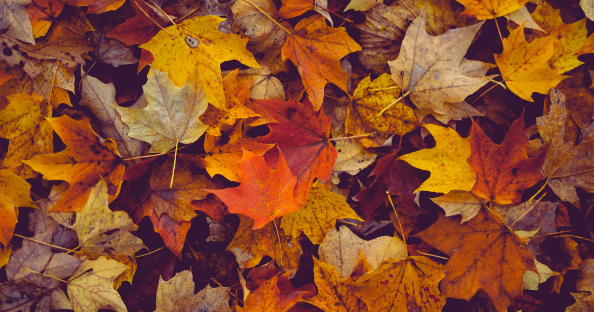 A gyász és az érzelmek belső tája